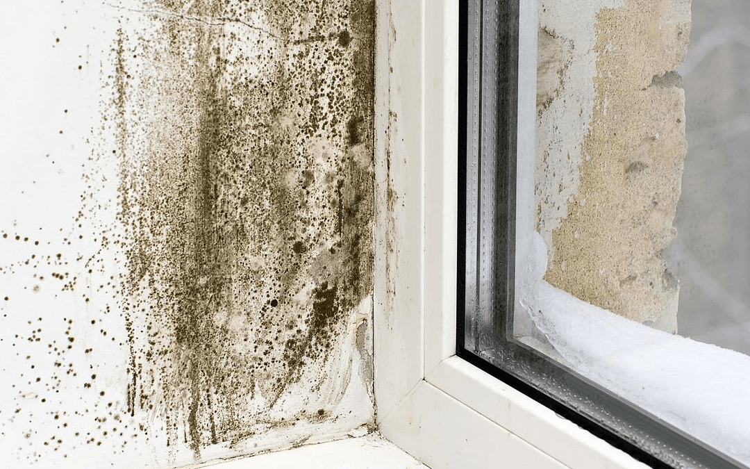 Is Mold Making You Sick? Here Are The Signs and Solutions