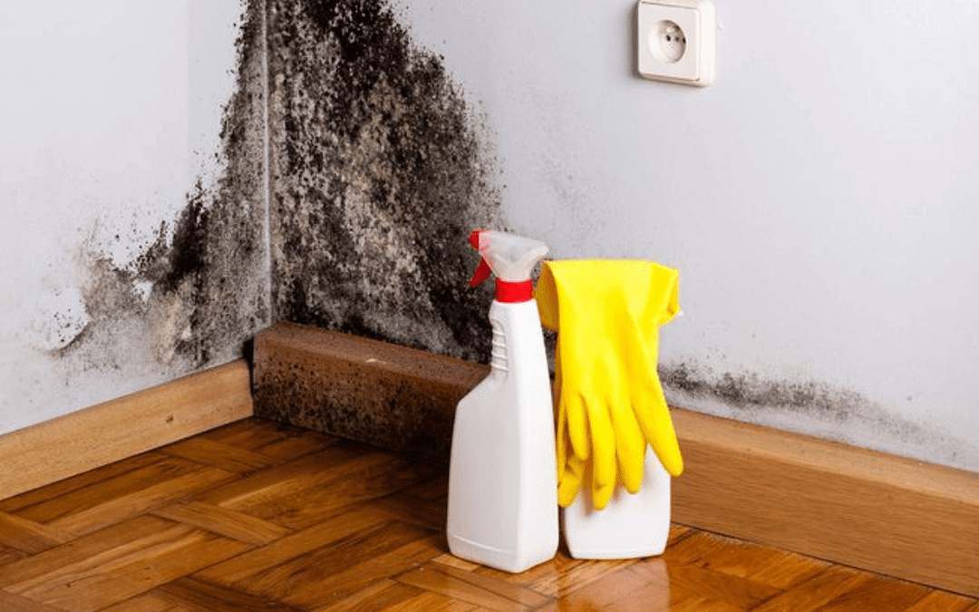 Mold Remediation Timeline: How long does it take?