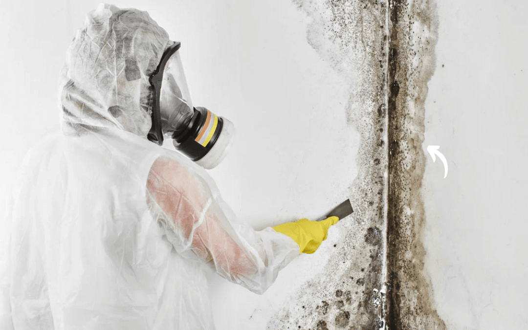 The Silent Menace: Understanding Mold Infestations