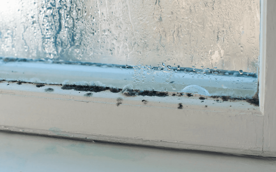 Winter Mold Problems: Here’s How to Stop It