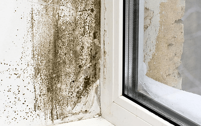 Is Mold Making You Sick? Here Are The Signs and Solutions