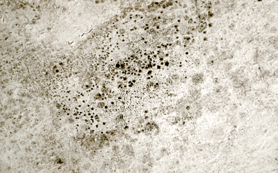 Mildew vs Mold: What’s the Difference?