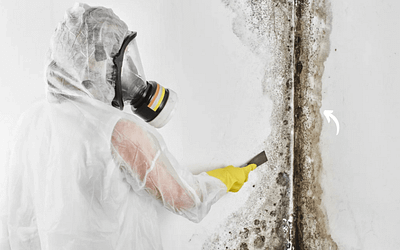 The Silent Menace: Understanding Mold Infestations