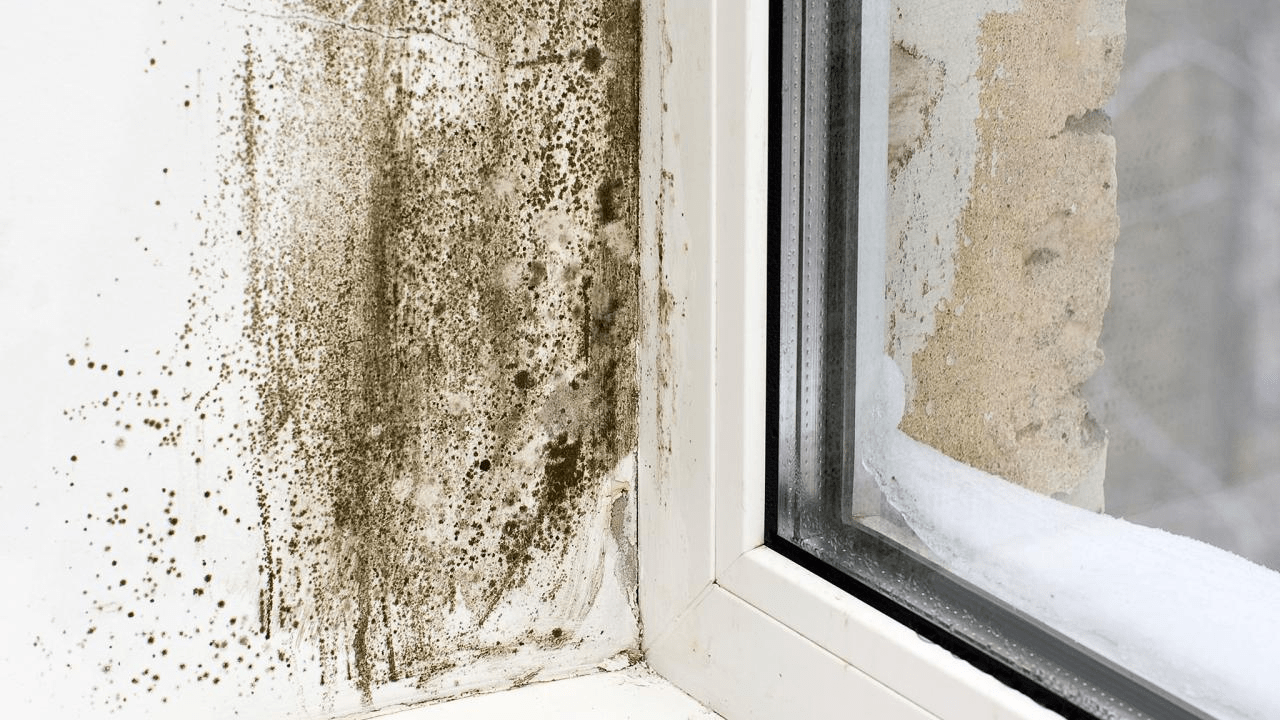 Is Mold Making You Sick_ Here Are The Signs and Solutions