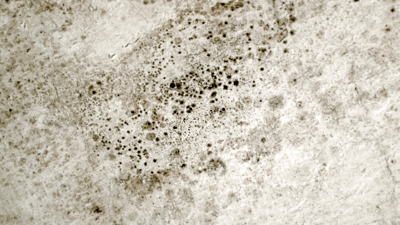 Mildew vs Mold_ What’s the Difference