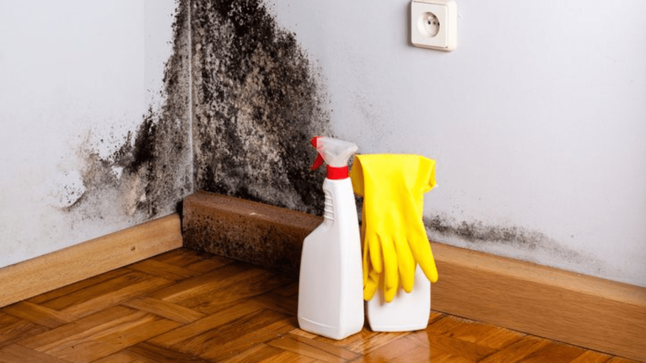 Mold Remediation Timeline_ How long does it take – Copy
