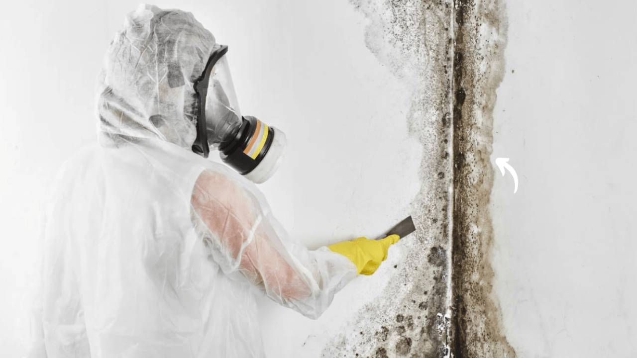 The Silent Menace_ Understanding Mold Infestations – Copy