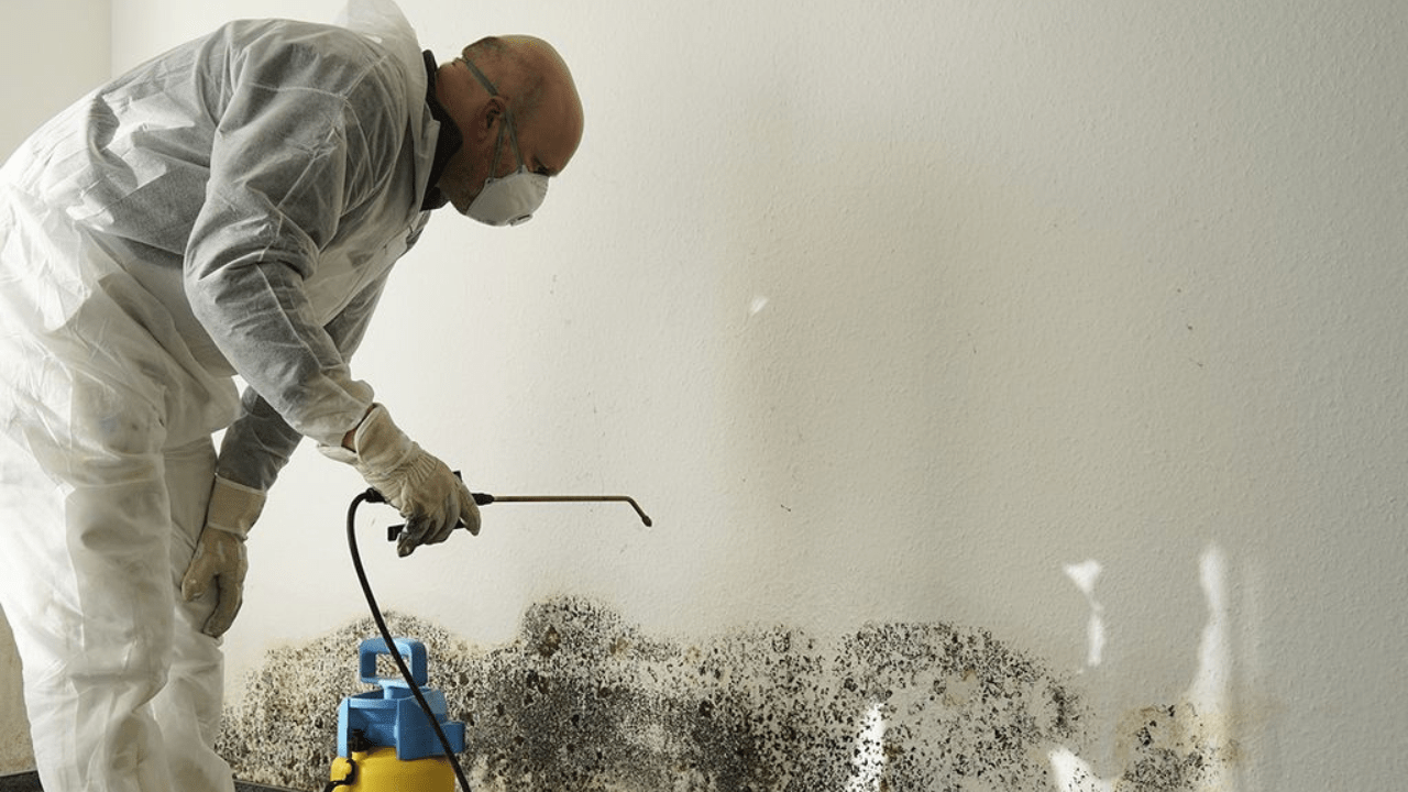 The Truth About Mold Inspection Pricing_ What You Need to Know