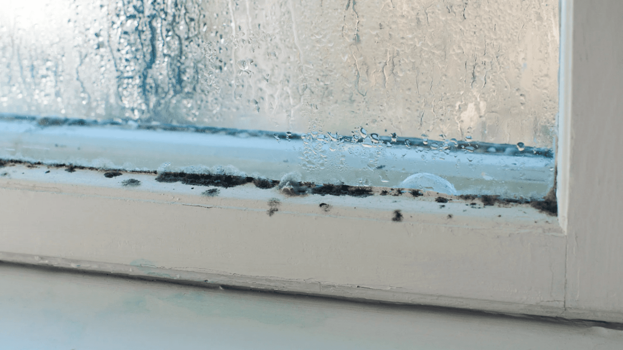 Winter Mold Problems_ Here’s How to Stop It