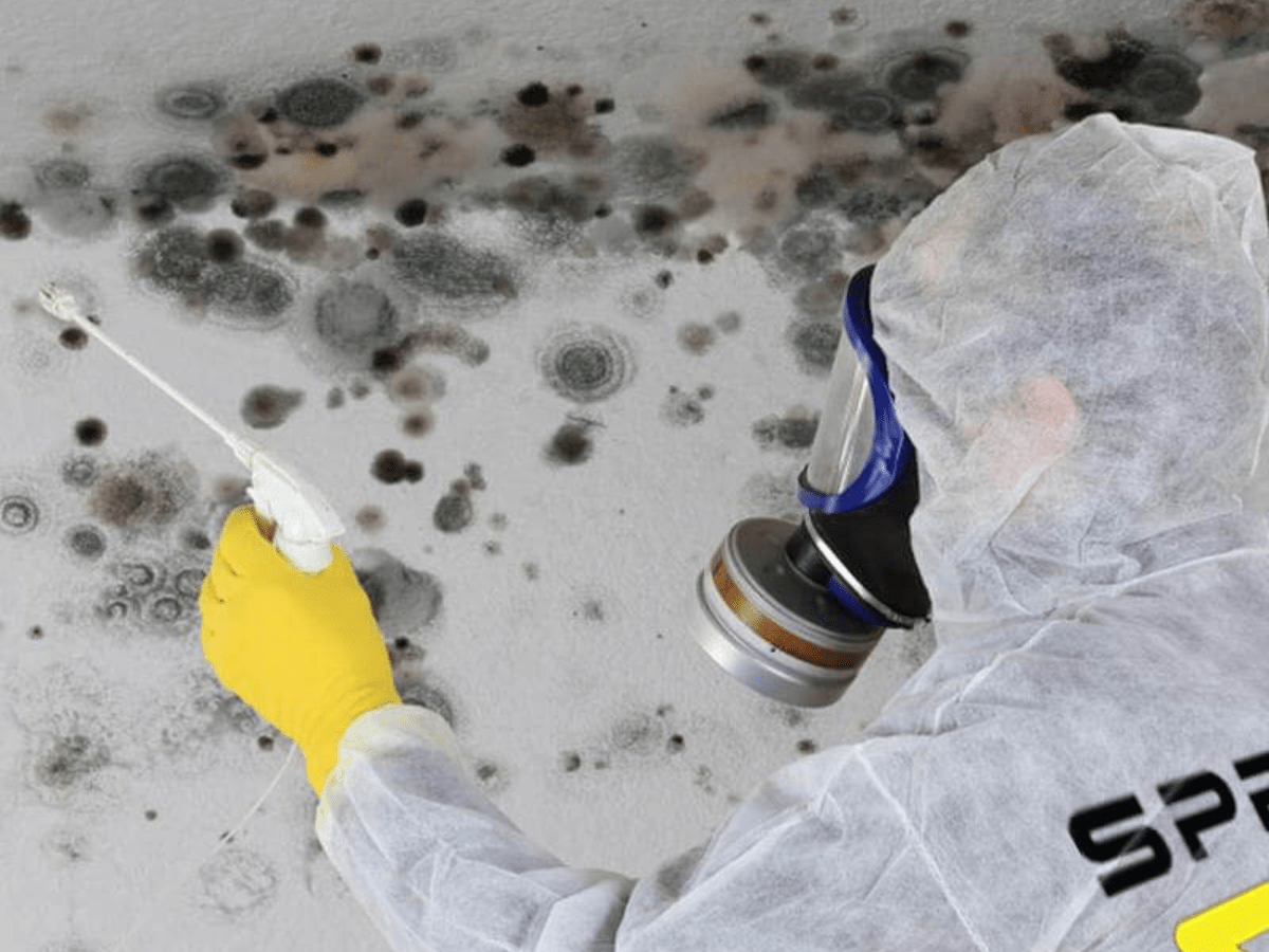 Mold-Removal-Disinfecting Mold Removal Services