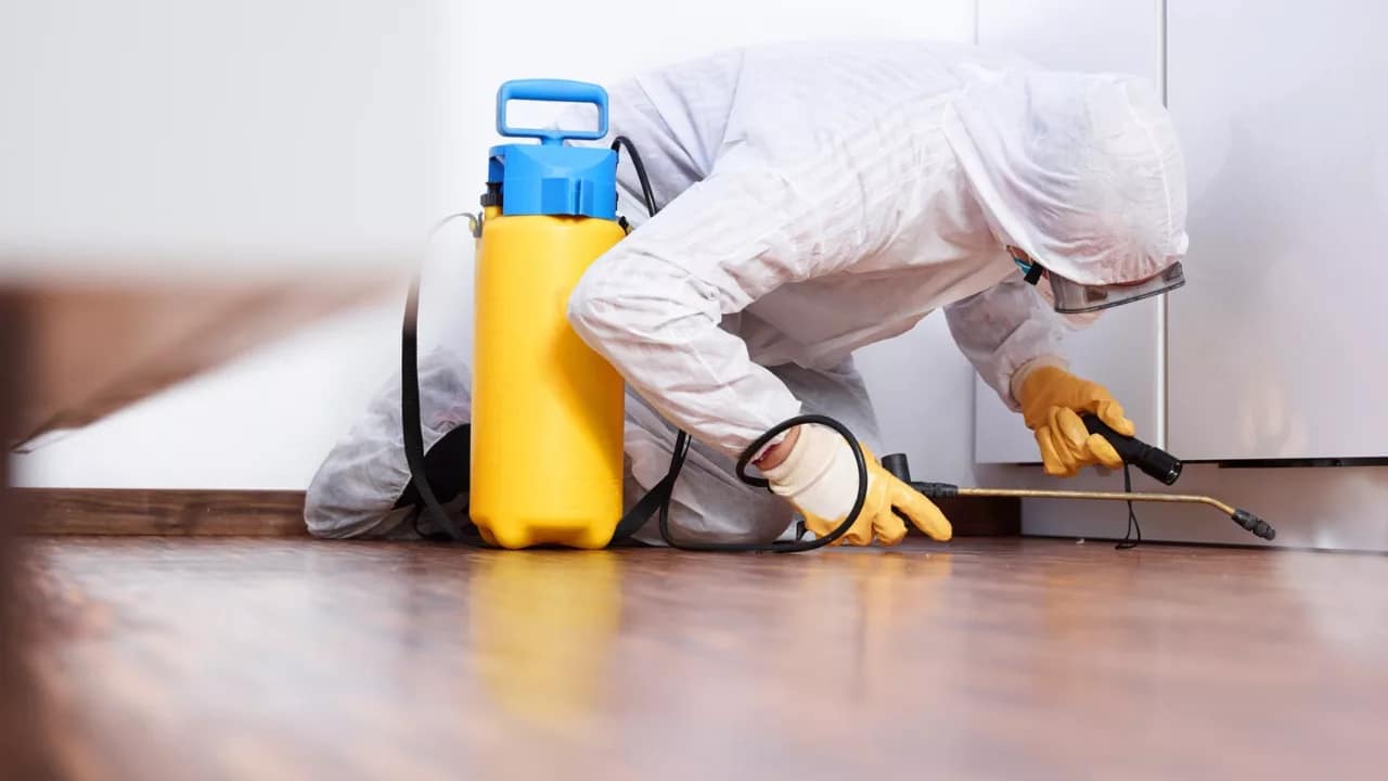 The Essential Guide to Mold Remediation in Your Home