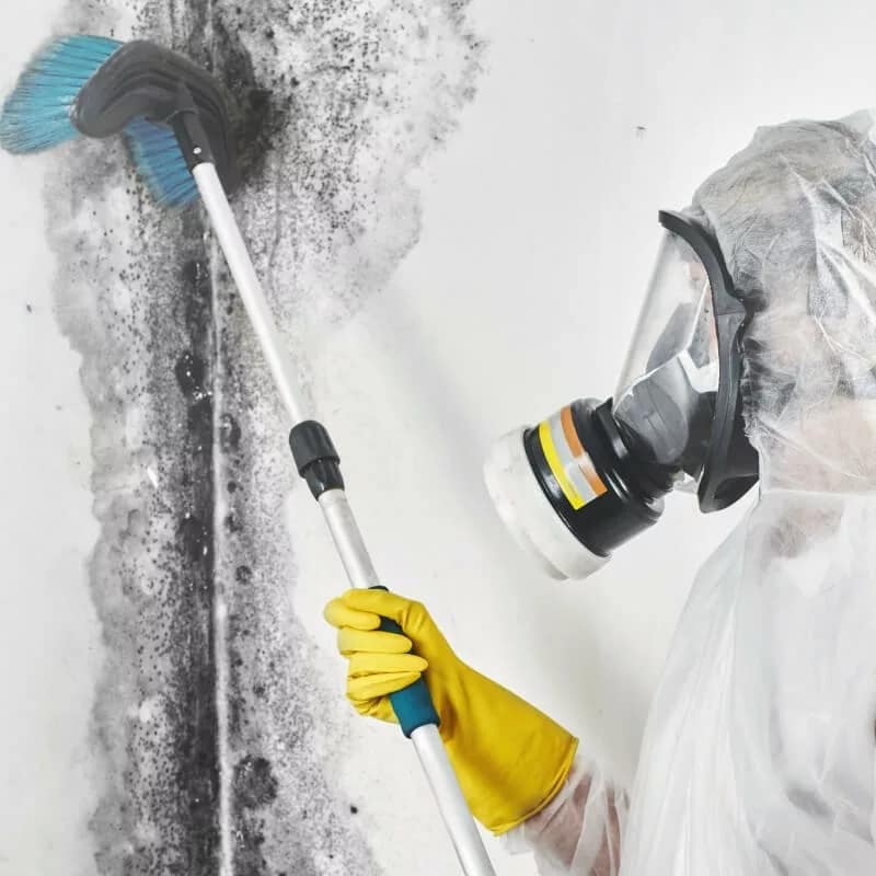 Mold Abatement & Other Deep Cleaning Services Mold Deep Cleaning Services