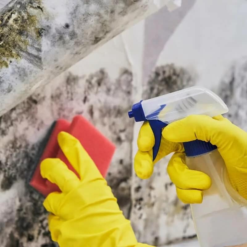 Professional Mold Removal by a Trusted Mold Technician Mold Removal Thumbnail - Mold Remediating Specialist Removing Mold From the Wall